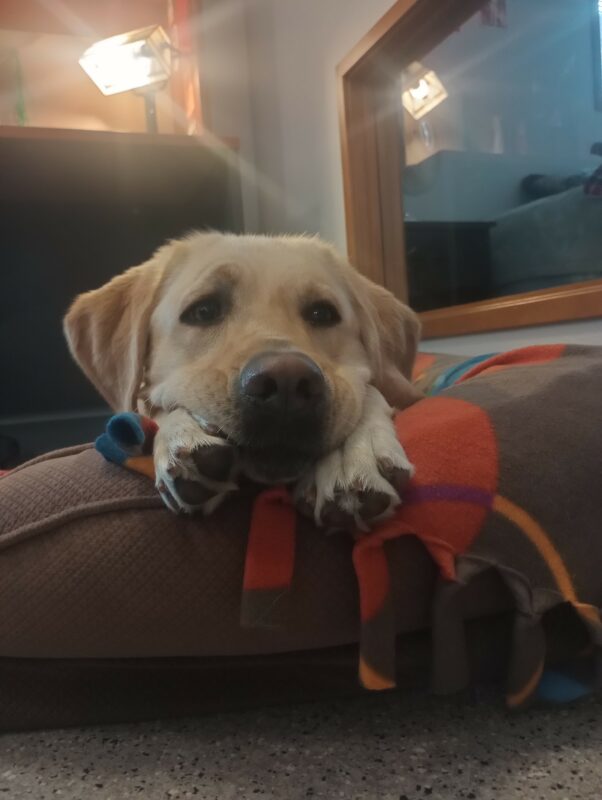 Yellow Lab veteran on a dog bed with his chin resting on his paws.