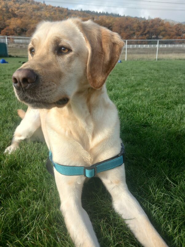 Yellow Lab Veteran laying in green grass looking off into the distance