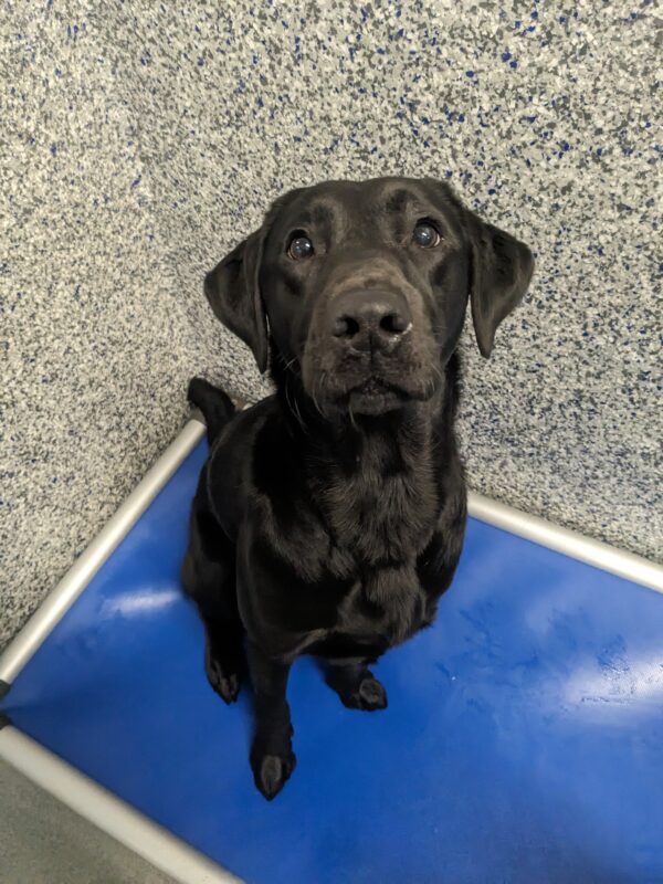 A sweet-faced black lab sits on her blue Karunda bed looking up at the camera. She has soft brown eyes and is waiting on the kibble that she is about to get.