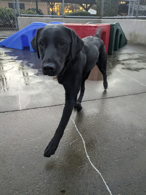 A 3/4 view of the same black lab trotting towards the camera. She is in our concrete play yard and has blue/red/and green play structures behind her. Her tail is a blur as she is mid-wag and has some rain drops flying off of it.