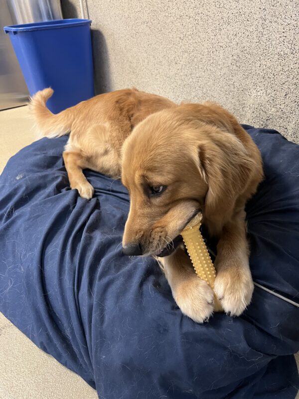 Wags lays down on a blue plush bed. He is chewing on a yellow Nylabone looking to the left of the camera.