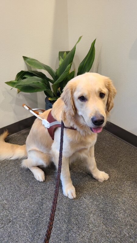 <p>Wimbledon sits in an office near a big potted plant, wearing his harness and looking at the camera with his tongue slightly out.</p>