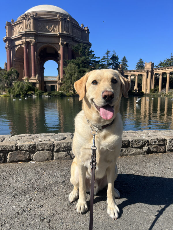 Yosemite, a male yellow labrador, sits in front of the Palace of Fine Arts in San Francisco. He is looking at the camera with his mouth open and tongue hanging out.
