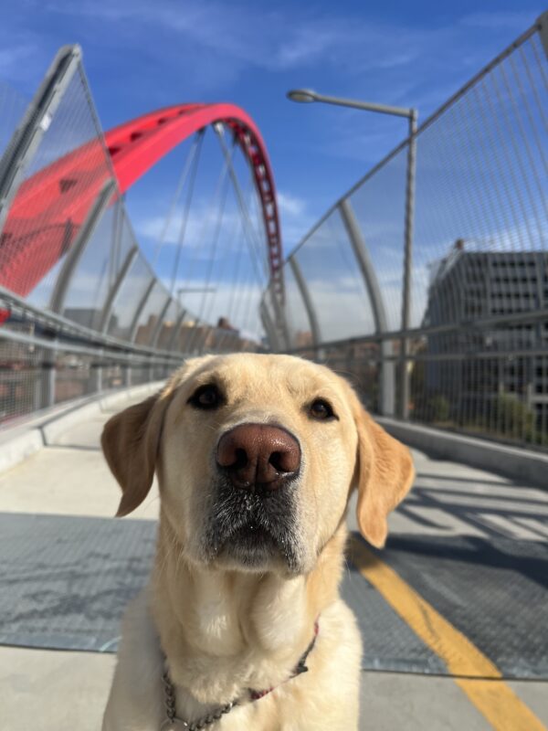 <p>Yosemite, a male yellow labrador, joins his handler on an outing in Emeryville. The photo shows a close-up of his face, with the red arch of a bridge in the background.</p>