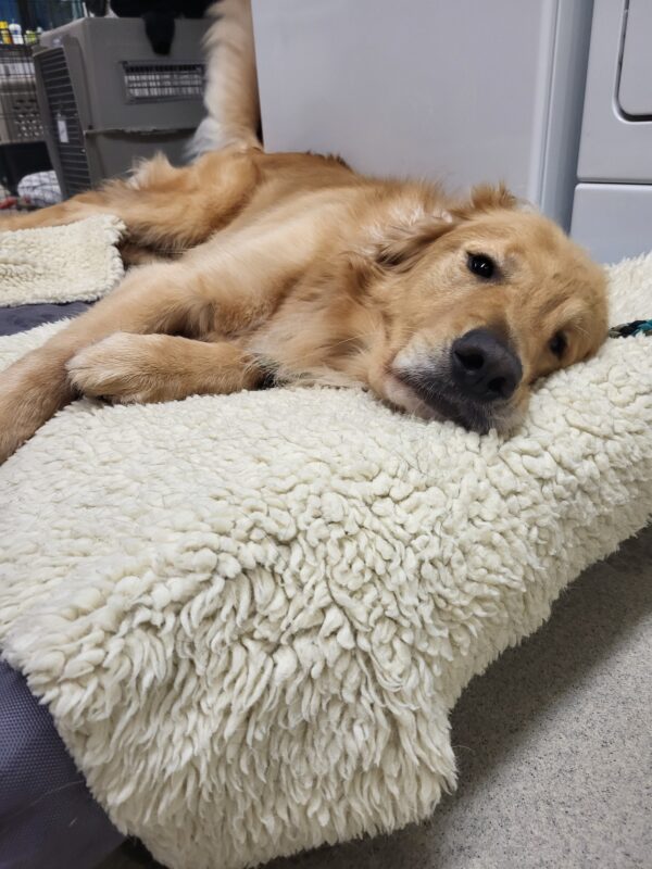 Brinker relaxes on a soft bed and a yellow fleece rug.