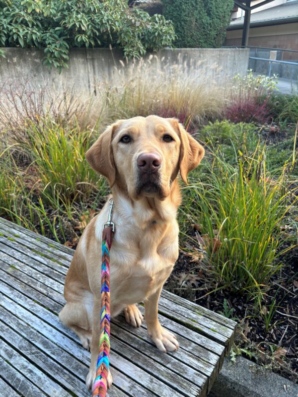 A yellow lab sits on a wood bench looking into the camera with a multicolored leash extending out. Behind her is a garden bed with bright green and yellow grasses and shrubbery.