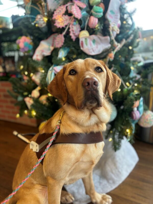 A yellow lab sits in harness looking up with a pink and gray leash. Behind her is a tree decorated in pink festivities.