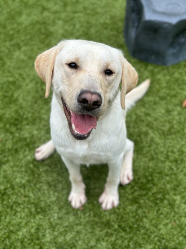 Male yellow Labrador Retriever Edgar, sits in the grass looking up at the camera. His mouth is open like a smile. There is a faux rock above him to the right.