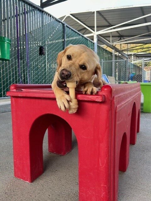 Flora lays on a large red play structure in community run. She is chewing a bone as it hangs off the edge of the structure.