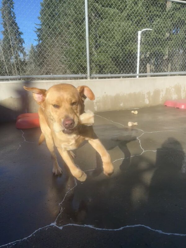 A photo of Gwendolyn bounding toward the camera in the concrete community run area. She is holding an off-white colored Nylabone in her mouth. Her ears are flapping up and her front feet are off the ground as she runs. There are red play structures behind her and green trees in the background.