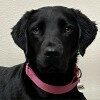 Black Lab Halo wearing a pink collar