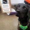 Black Lab Halo in her green vest, looking up at the camera.