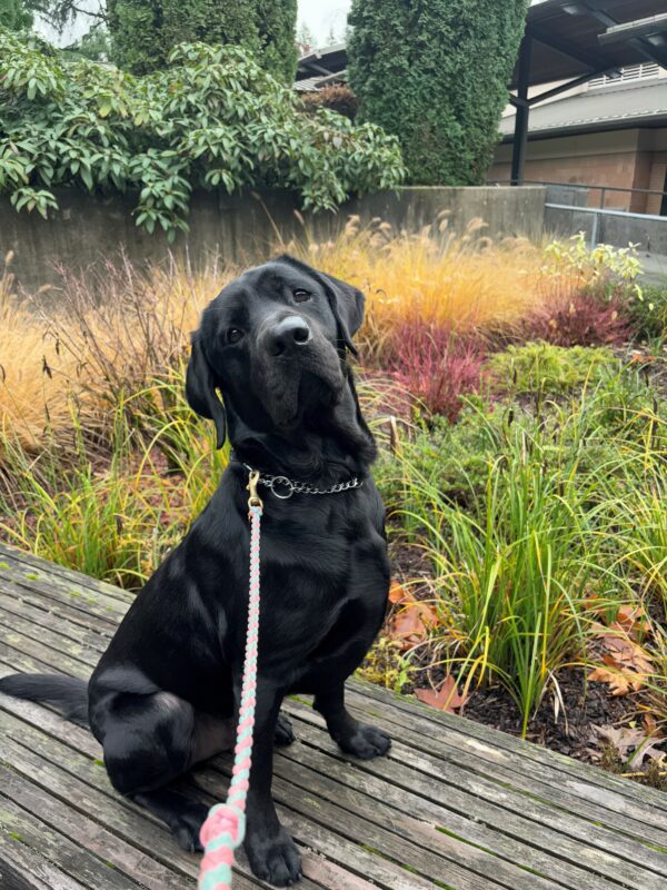 A black lab sits on a wooden bench looking into the camera. Behind him are green and yellow grasses and bushes in a garden bed