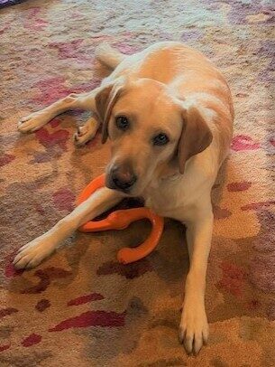 Penelope, a female yellow labrador, lays on the carpet in her foster home with an orange s-shaped chew toy under her front leg.