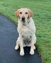 <p>Penelope, a female yellow labrador, sits politely in her foster family’s backyard. She is sitting on a pathway, with green grass to her left.</p>
