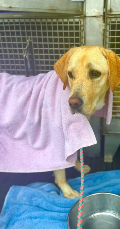 A wet yellow lab looks to the side in the back of a training van. A water bowl is at her feet and she is wrapped in a pink towel after a wet Oregon route. A pink and gray leash is outstretched towards the camera