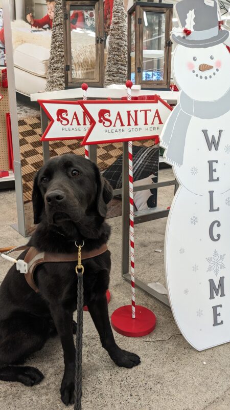 Rafa (Black Lab) wears his harness while sitting in front of a snowman 