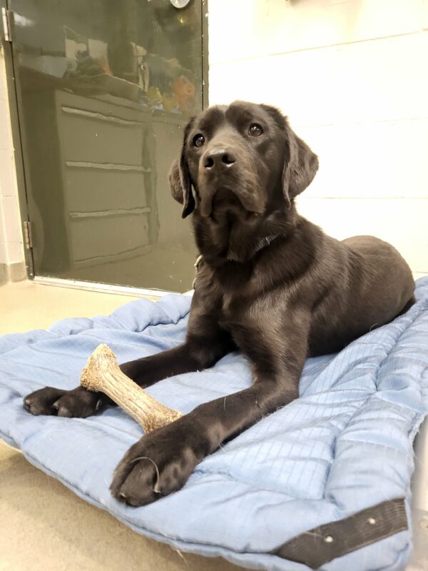 Rafa lays on a puffy dog bed with a brown bown nestled between his paws.