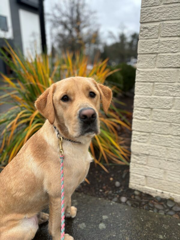 A yellow lab, golden cross sit looking at the camera on a sidewalk. Behind him is a bright yellow and green grass and the edge of a brick white building