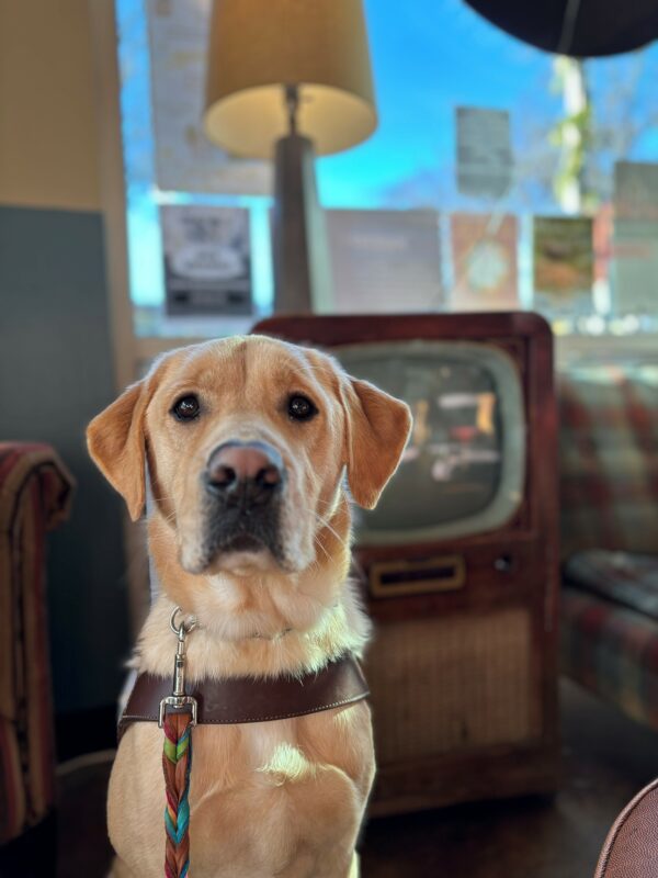 A yellow lab golden cross sits in harness looking into the camera. Behind him is a old tv stand and lamp with a window backdrop