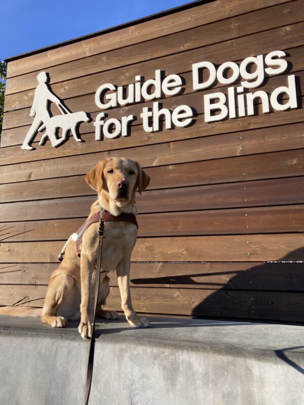 <p>Reef sits on a cement wall in harness. Behind him is a wooden sign that displays