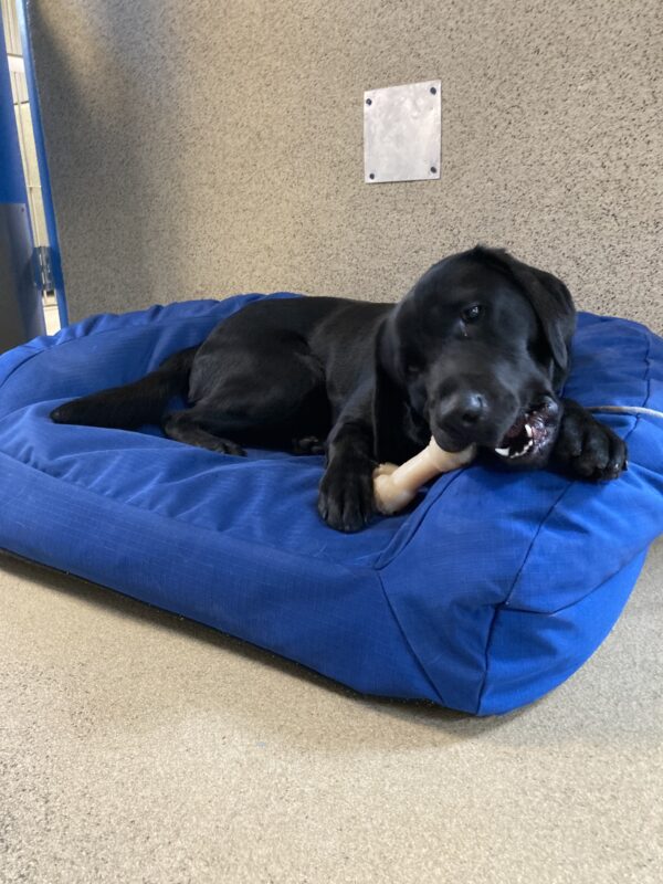 Chili, a female black Labrador Retriever, lays curled up in a blue dog bed. She is actively chewing a Nylabone that is being held down by one of her front paws.