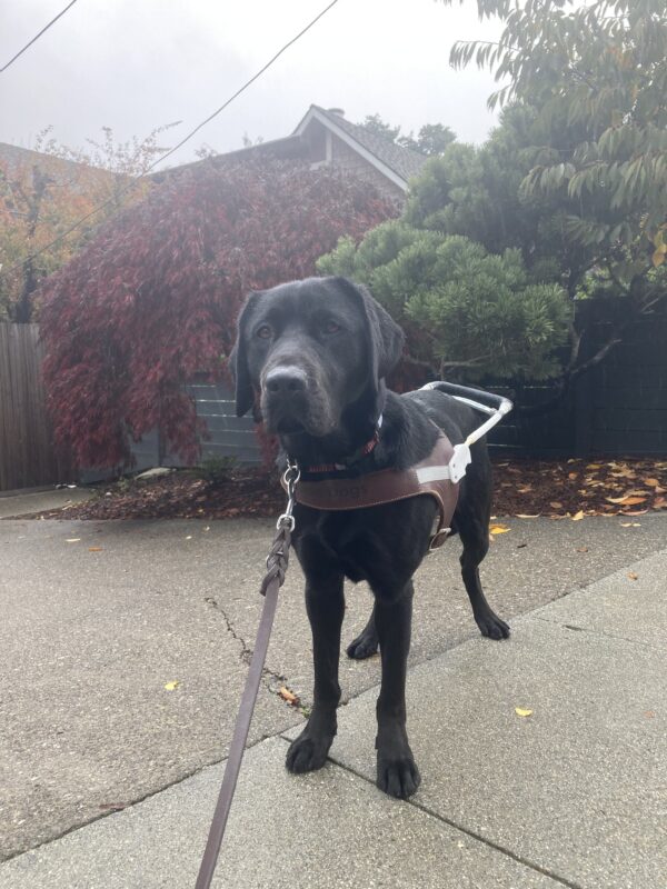 Chili, a female black Labrador Retriever, stands while wearing her harness. She is slightly wet from the rain as she poses in front of red tree looking softly towards the camera.
