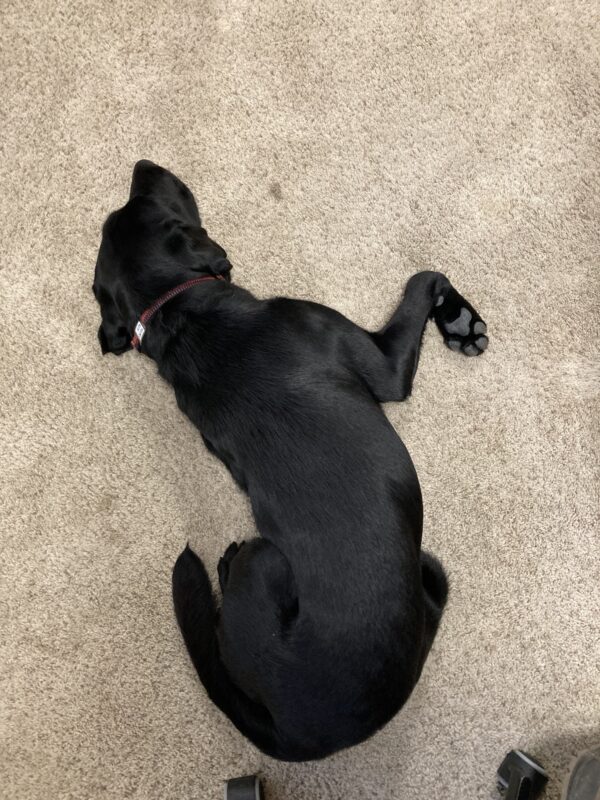 Holmes, a male black Labrador Retriever, lays with his hips rolled out in one direction and his front legs spread out in the opposite. This picture view is from above as Holmes sleeps soundly.