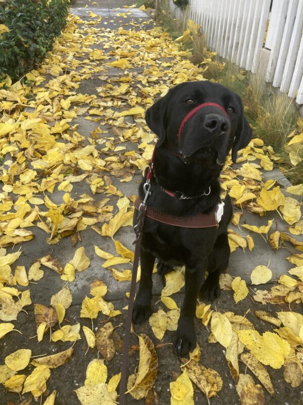 Holmes, a male black Labrador Retriever, sits in harness surrounded by fallen yellow leaves. He is looking at the camera while wearing a red head halter.