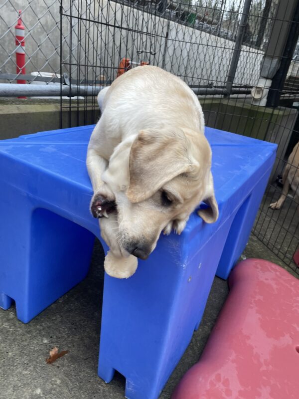 Kinley chews a bone on a bright blue play structure; she's holding the bone over the edge of the structure so it looks like it will fall at any second.