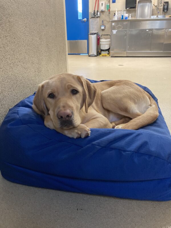 <p>Reef lays curled up in a blue dog bed. He is looking toward the camera with his chin resting on one of his front paws.</p>