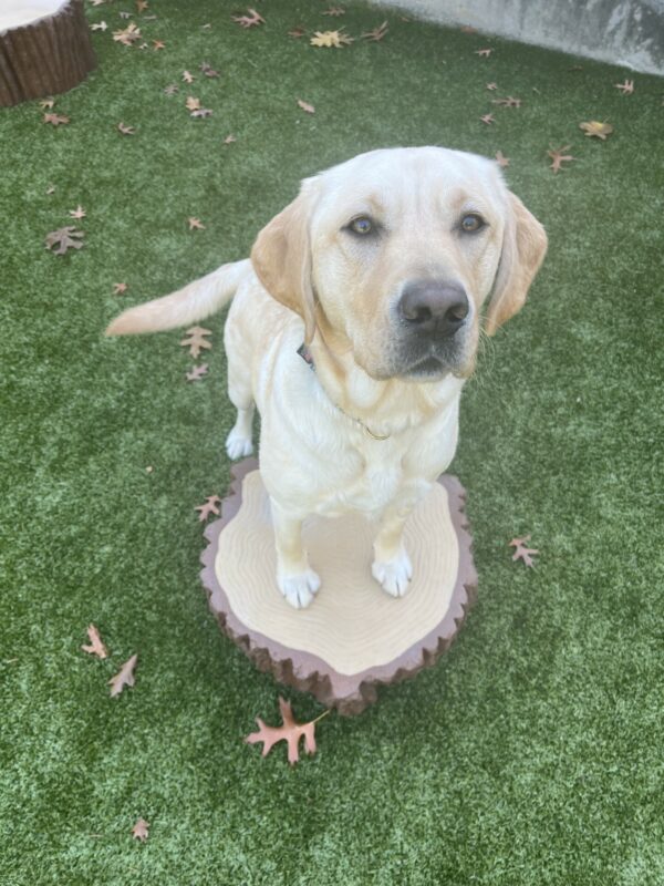 Fennel is in a grassy area and has her two front feet on a stump of wood. She is looking up at the camera