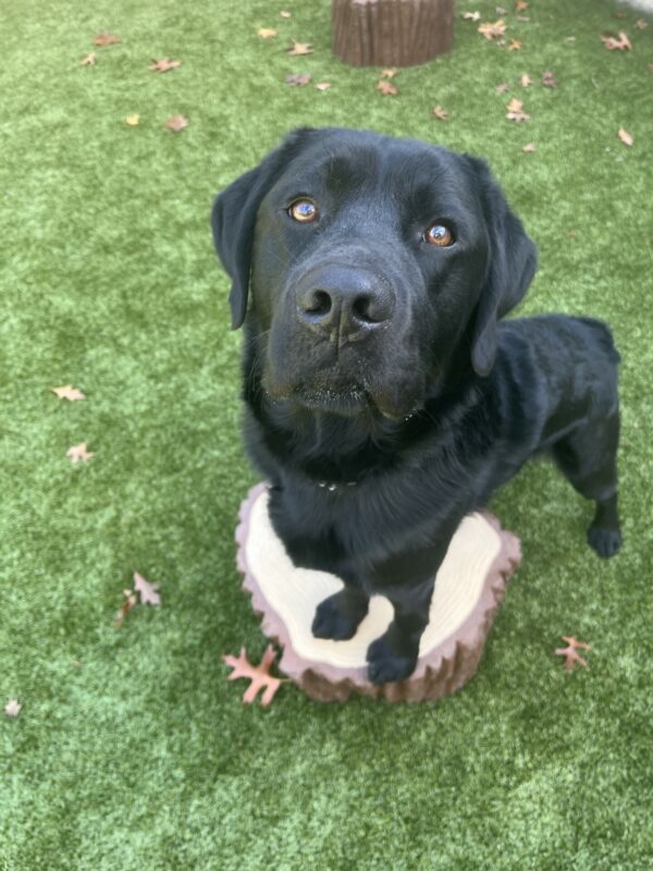 Kidder is in a grassy area and had his front two feet on a wooden stump. He is looking up at the camera longingly.