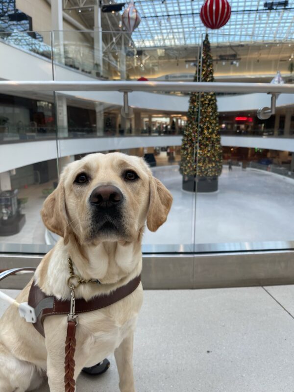 Fennel is sitting while wearing her harness and booties. In the background, there is an ice skating rink and a Christmas tree.