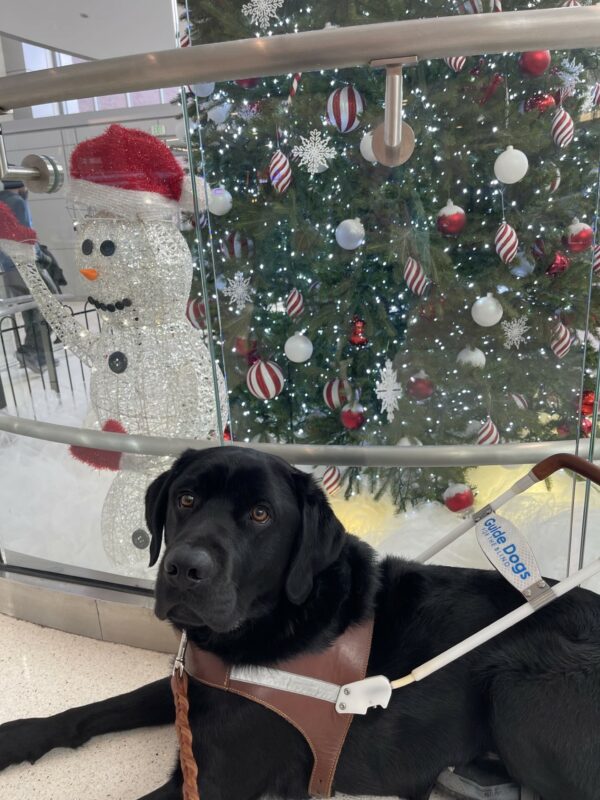 Kidder is lying down in a harness in front of a snowman and a Christmas tree. He is looking at the camera.