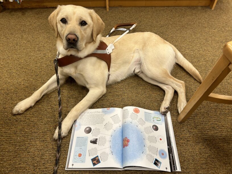 Yellow lab Proton lies down on tan carpet wearing his guide dog harness. There is a book opened to pages explaining the history of discovering atoms and protons! Proton has a gentle, though studious face looking up at the camera.