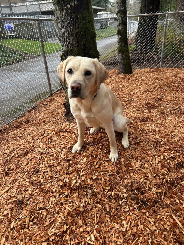 Yellow lab Proton takes a quick break from playing with his friends in a new, bark chip play area on campus. He sits on a pile of cedar chips by a tree looking up at the camera.