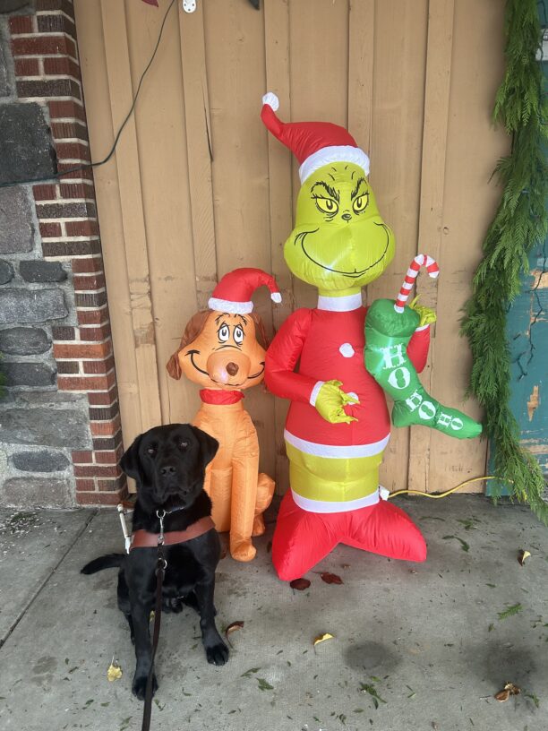 Black lab Dwayne sits in his guide dog harness by an inflatable Grinch and Max display. He has a curious look on his face as he gazes up at the camera.