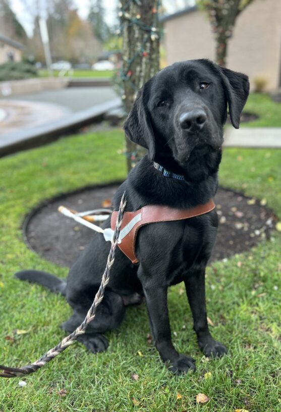 Beautiful black lab Felipe sits in his guide dog harness on green grass in front of tree wrapped in red and white holiday lights. He has a slight head tilt, giving him the most endearing appearance.