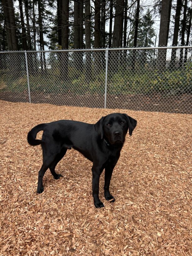 An action shot of black lab Felipe in a new bark chip yard on campus. His tail is mid-wag, giving it a silly, curled appearance. He looks up at the camera with a playful-looking face, ready to do some more scooties!