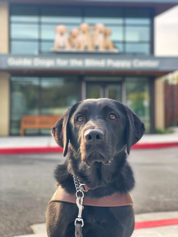 Gemstone, a female black lab sits in front of the GDB puppy center. She is wearing a leather GDB harness and is looking off to the side of the camera.