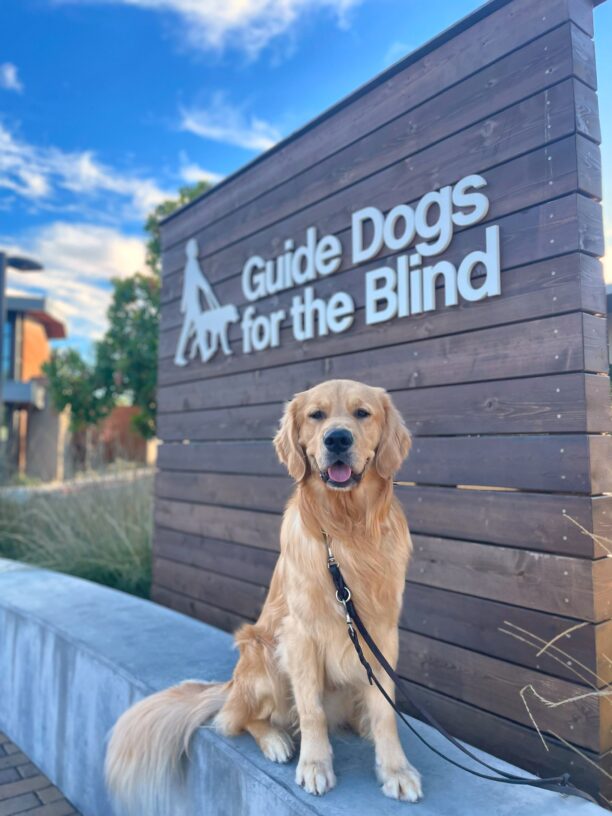 Finland, a male yellow Labrador/Golden Retriever long-coated cross sits on a concrete wall with a large wooden sign in the background that reads "Guide Dogs For The Blind". He is looking directly at the camera with an open-mouth smile. Green trees and a blue sky are in the background.
