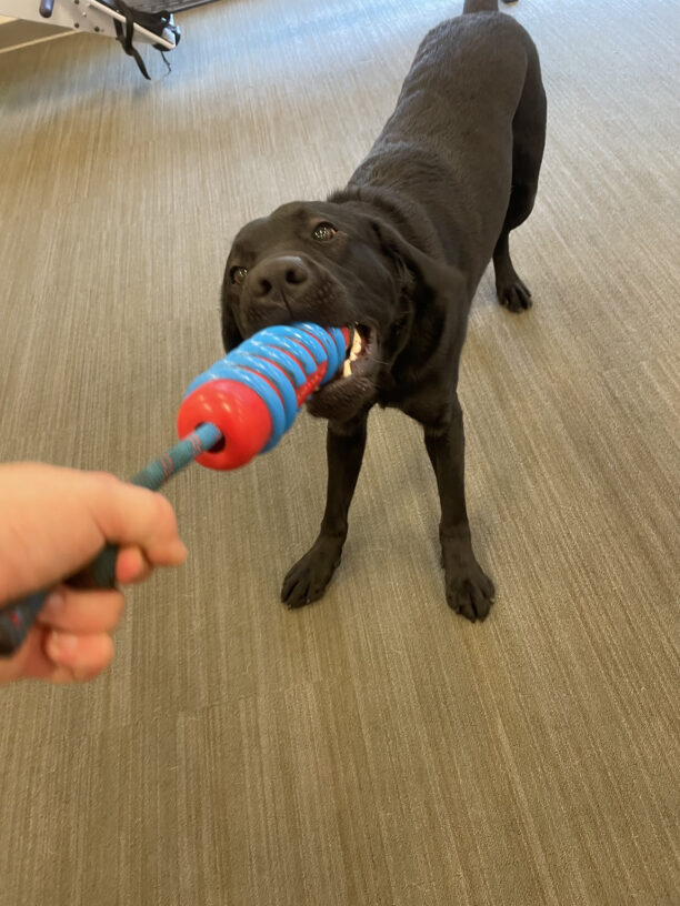 Amore, a male black labrador, plays a game of tug in the gym.  He is holding onto a blue and red rubber toy, while his handler holds the rope and in her hand.