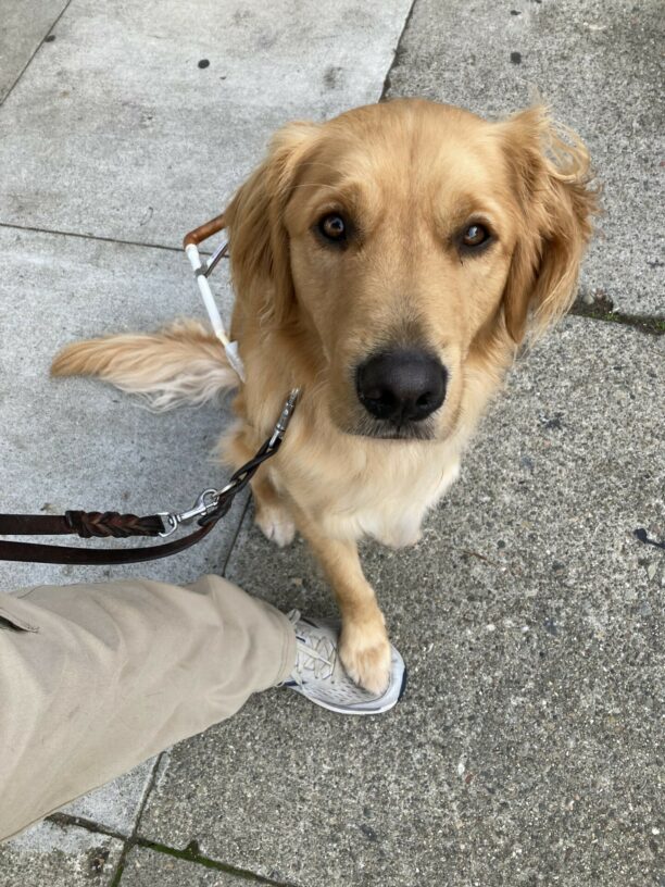 Bayou is sitting in harness looking up at his handler. He is expression is very sweet with puppy dog eyes. He has his front foot stepping on his handler's shoe.