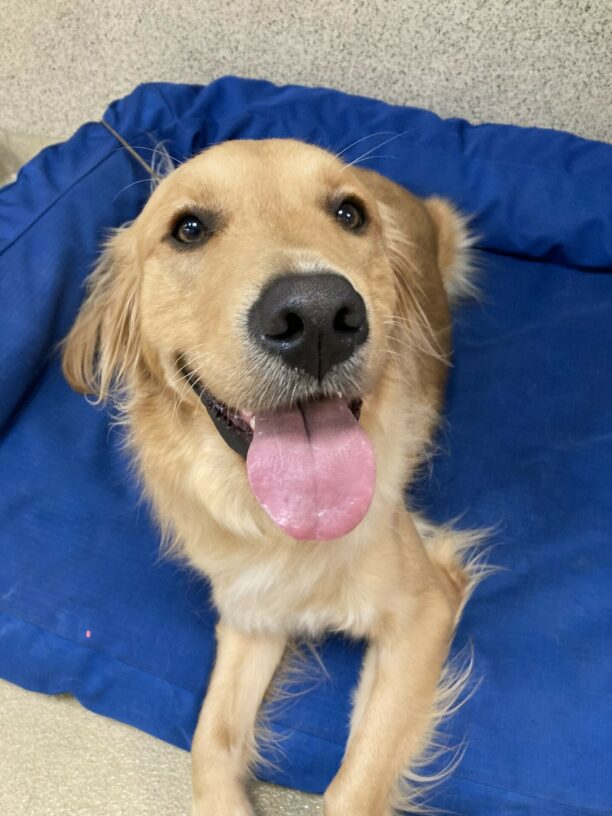 Bayou is relaxing on a large blue bed. He is looking at the camera with a happy expression with his tongue hanging out!