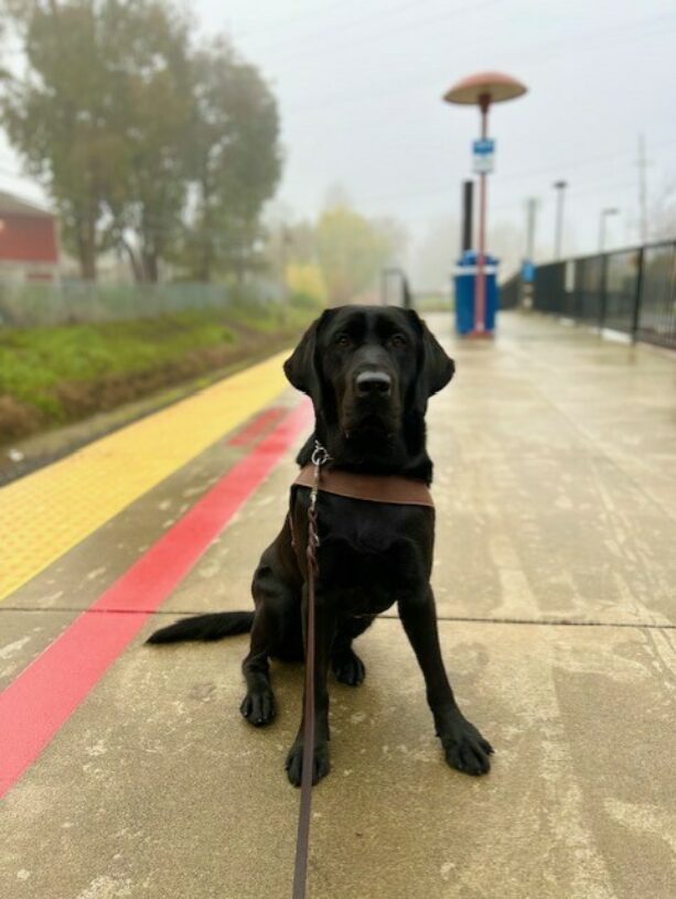 It is a foggy, dark day as Bevan sits in harness at the SMART train platform. He is looking at the camera with a serious face.