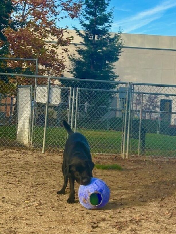 Bevan has a blue jolly ball in his mouth as he plays in a dirt enclosed play yard on the GDB campus. There are large trees visible behind him.