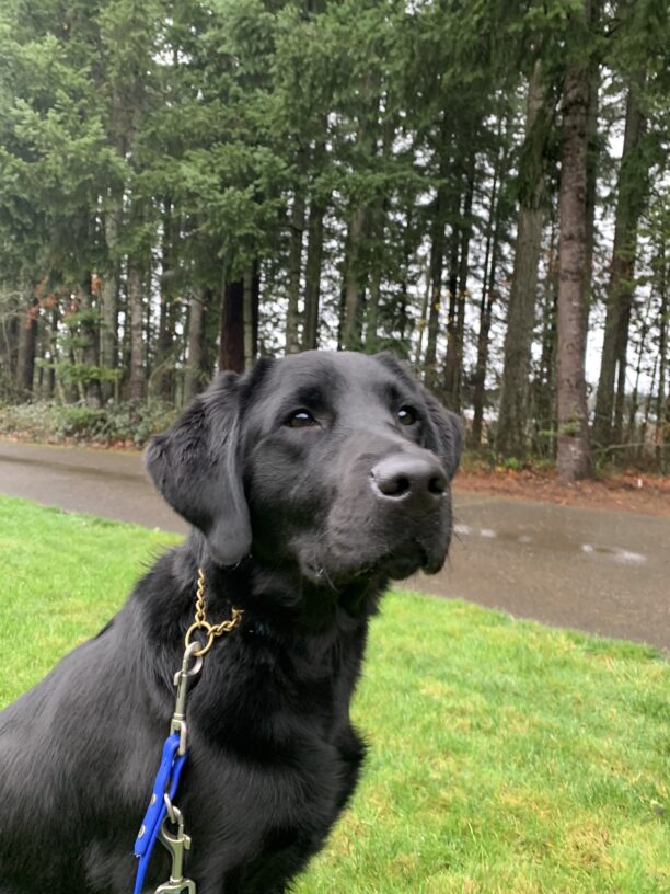Female black lab "Brandy" is seen looking towards the camera sitting in a patch of green grass. The woods are visible behind her.