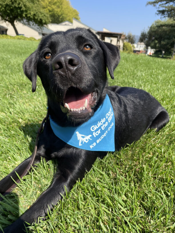 Dudley, a male black labrador, lays in the green grass with trees and buildings in the distance behind him.  He has his head slightly cocked to the side, mouth open, and wears his blue K9 Buddy scarf.