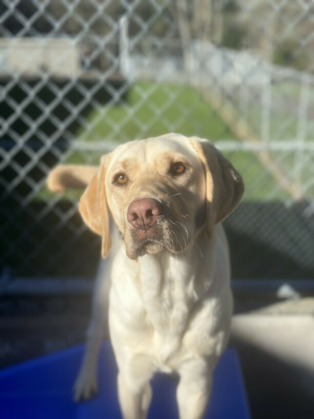 A portrait of Fran, a female yellow Labrador Retriever standing on a blue play structure. She is looking at the camera and her tail can be seen behind her swinging to her right. There is a grassy play-yard in the background surrounded by cyclone fencing.